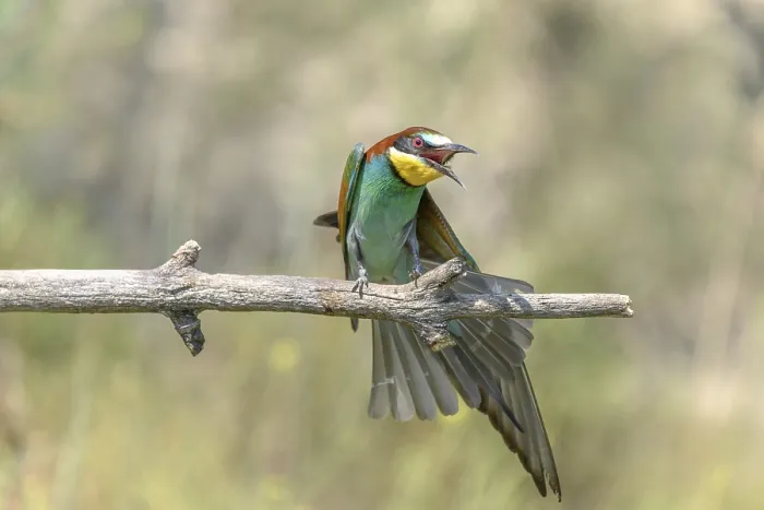 Framed Print : European bee-eaters in courtship display in spring Framed Print : European bee-eaters in courtship display in spring
