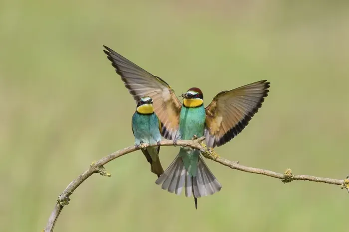 Framed Print : European bee-eaters (Merops apiaster)