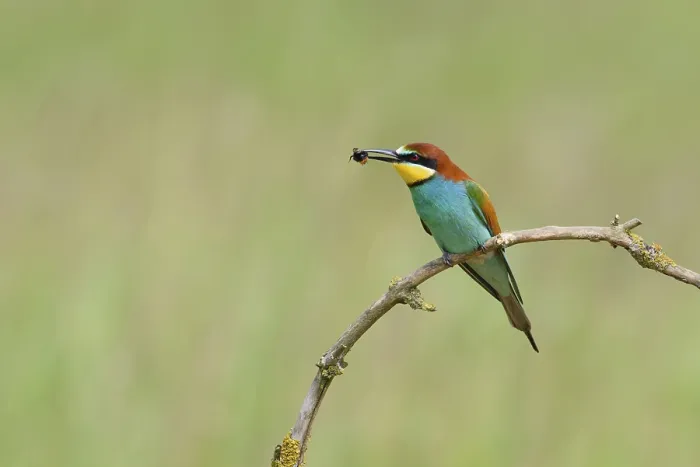 Framed Print : European bee-eaters (Merops apiaster) Framed Print : European bee-eaters (Merops apiaster)