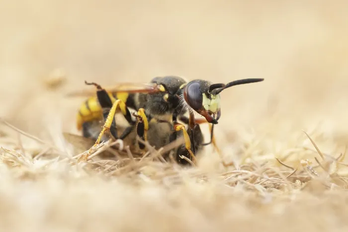 Framed Print : European bee wolf (Philanthus triangulum)