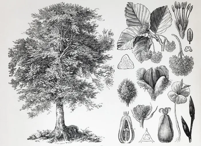 Framed Print : European beech (Fagus siilvatica)