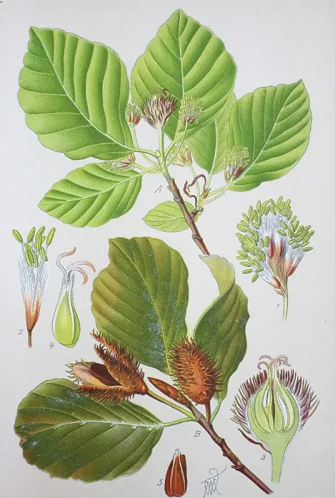 Framed Print : European beech (Fagus sylvatica)