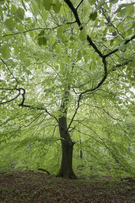Framed Print : European beech (Fagus sylvatica)