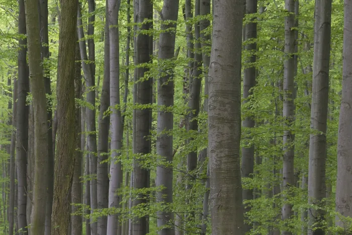 Framed Print : European beech (Fagus sylvatica) Framed Print : European beech (Fagus sylvatica)