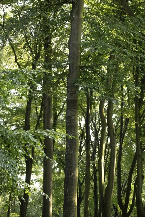 Framed Print : European beech (Fagus sylvatica) Framed Print : European beech (Fagus sylvatica)