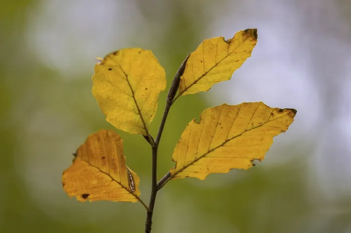Framed Print : European beech (Fagus sylvatica)