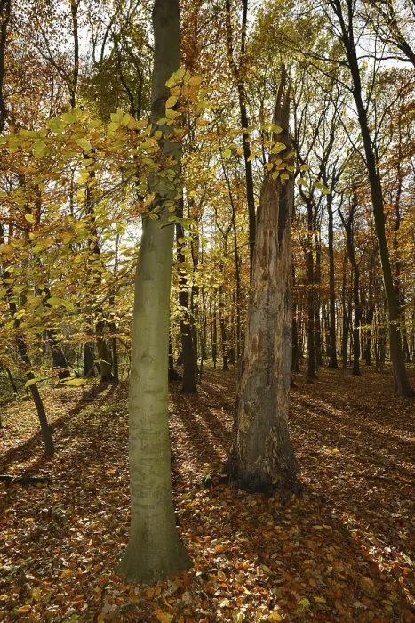 Framed Print : European beech (Fagus sylvatica) and dead beech in a deciduous forest in autumn Framed Print : European beech (Fagus sylvatica) and dead beech in a deciduous forest in autumn