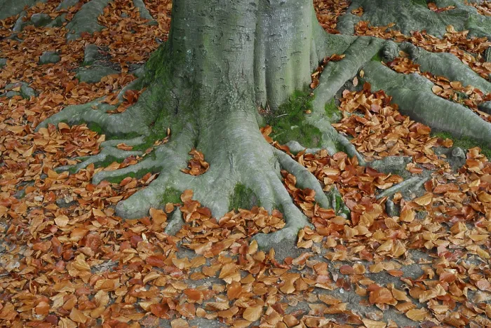 Framed Print : European Beech (Fagus sylvatica) roots surrounded by autumn foliage Framed Print : European Beech (Fagus sylvatica) roots surrounded by autumn foliage