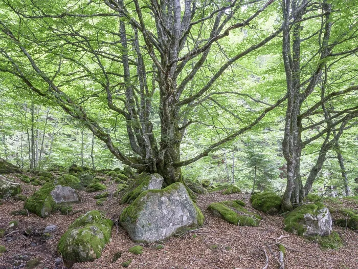 Framed Print : European beech (Fagus sylvatica) trees in primeval forest Framed Print : European beech (Fagus sylvatica) trees in primeval forest