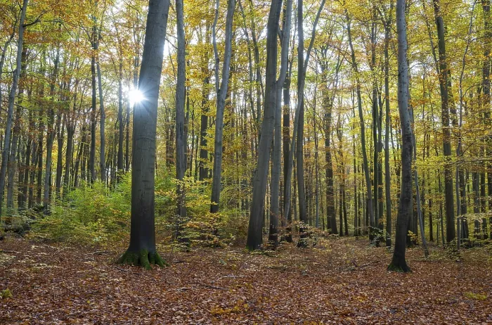 Framed Print : European beech forest, common beeches (Fagus sylvatica) in autumn