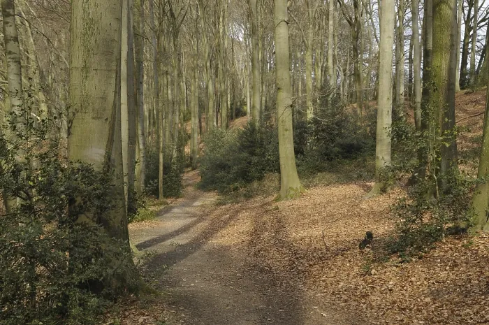 Framed Print : European beech, forest path (Fagus sylvatica)