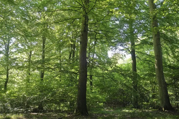 Framed Print : European beech forest in southern Sweden Framed Print : European beech forest in southern Sweden