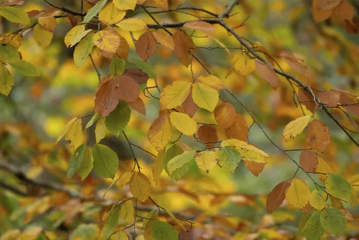Framed Print : European beech tree (Fagus sylvatica) autumn colour leaves on branches in a woodland