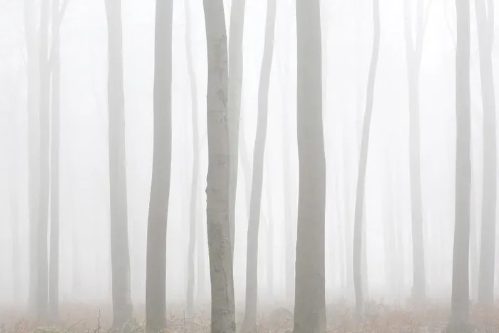 Framed Print : European beech trees, common beeches (Fagus sylvatica)