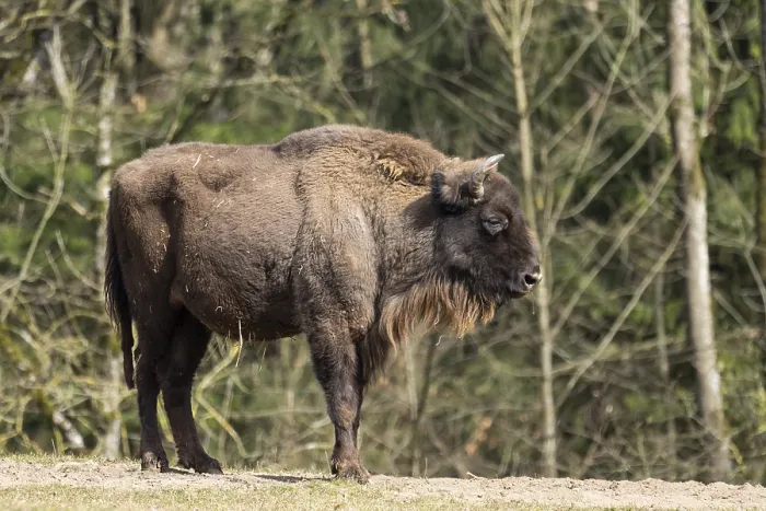 Framed Print : European bison (Bison bonasus) on a meadow