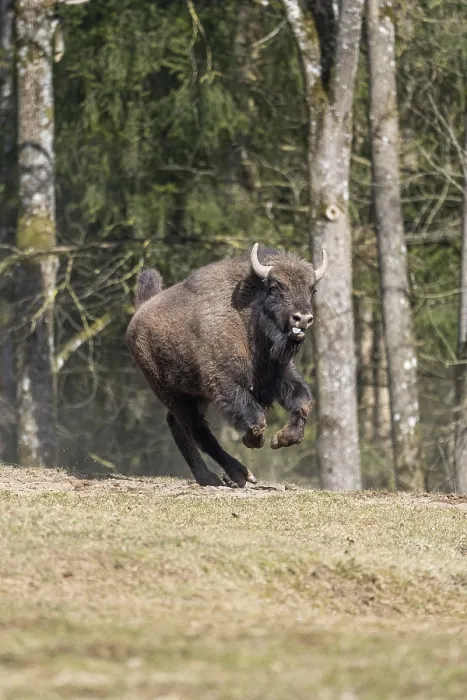 Framed Print : European bison (Bison bonasus) running fast on a meadow