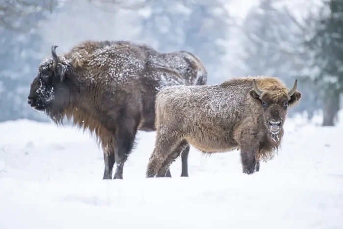 Framed Print : European bison (Bison bonasus) or Wisent mother with her calf standing on a meadow next to the forest in winter