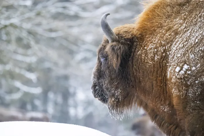 Framed Print : European bison (Bison bonasus) or Wisent portrait in winter