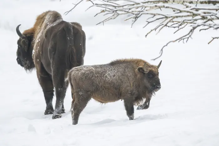 Framed Print : European bison (Bison bonasus) or Wisent standing on a meadow next to the forest in winter