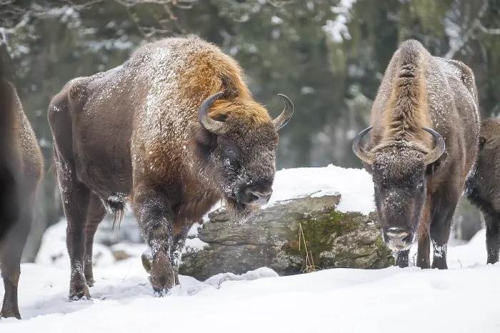 Framed Print : European bison (Bison bonasus) or Wisent standing on a meadow next to the forest in winter Framed Print : European bison (Bison bonasus) or Wisent standing on a meadow next to the forest in winter