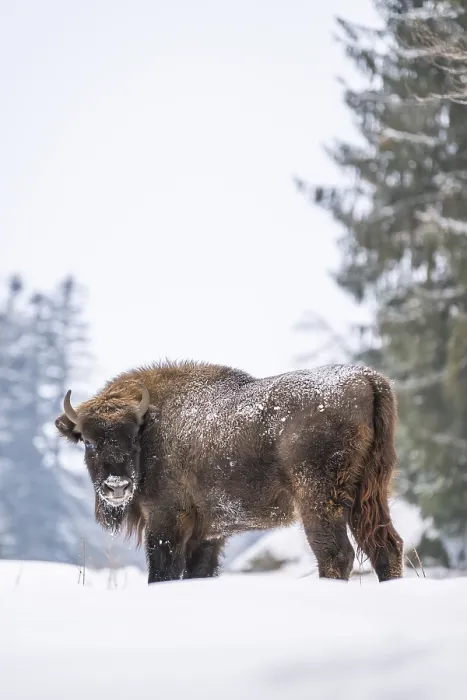 Framed Print : European bison (Bison bonasus) or Wisent standing on a meadow next to the forest in winter