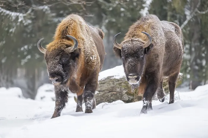 Framed Print : European bison (Bison bonasus) or Wisent standing on a meadow next to the forest in winter