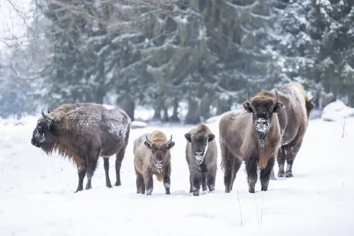 Framed Print : European bison (Bison bonasus) or Wisent standing on a meadow next to the forest in winter