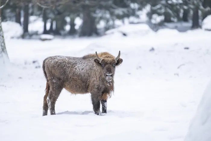 Framed Print : European bison (Bison bonasus) or Wisent standing on a meadow next to the forest in winter