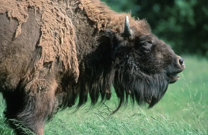Framed Print : European Bison, European bison (Bison bonasus)