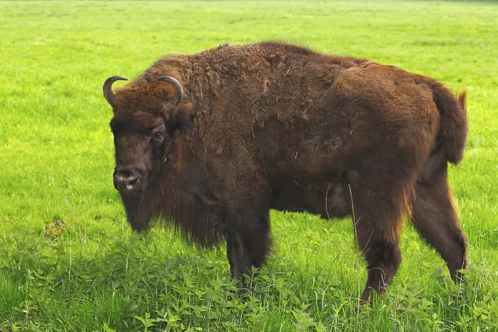 Framed Print : European Bison or Wisent (Bison bonasus)