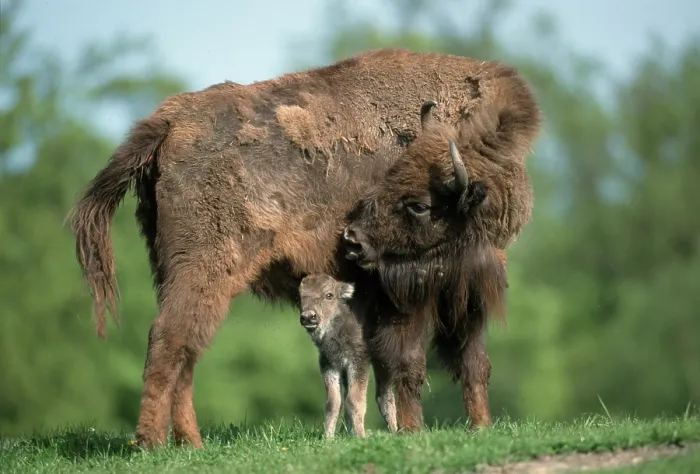 Framed Print : European Bisons (Bison bonasus), cow with calf Framed Print : European Bisons (Bison bonasus), cow with calf