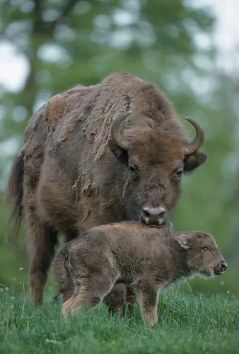 Framed Print : European Bisons (Bison bonasus), cow with calf Framed Print : European Bisons (Bison bonasus), cow with calf