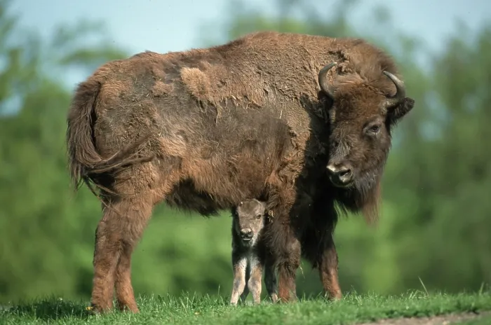 Framed Print : European Bisons (Bison bonasus), cow with calf