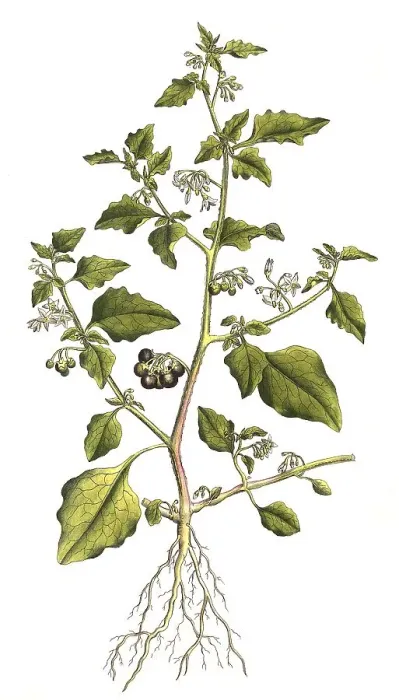 Framed Print : European black nightshade (Solanum nigrum) or Black nightshade