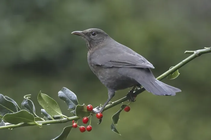 Framed Print : European Blackbird (Turdus merula) Framed Print : European Blackbird (Turdus merula)