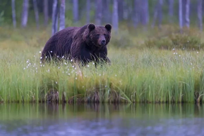 Framed Print : European brown bear, animals, mammals