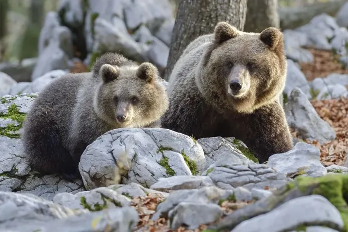 Framed Print : European brown bear or Eurasian brown bear (Ursus arctos arctos)