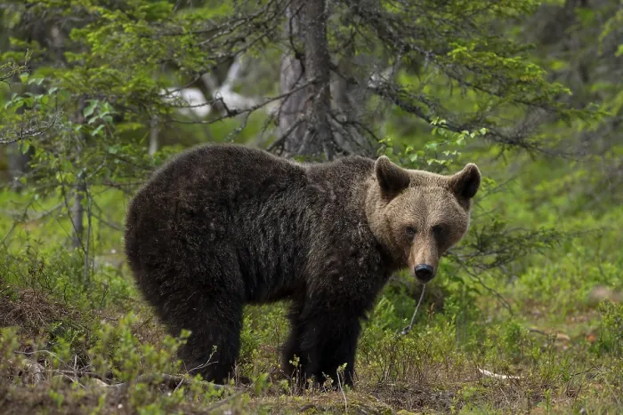 Framed Print : European brown bear, Karelia, Finland, Europe