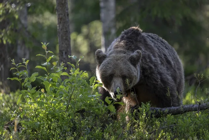 Framed Print : European brown bear, Karelia, Finland, Europe