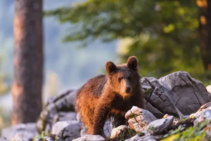 Framed Print : European Brown bear (Ursus arctos)