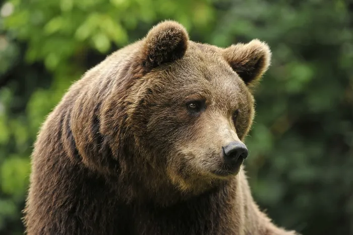 Framed Print : European Brown Bear (Ursus arctos)