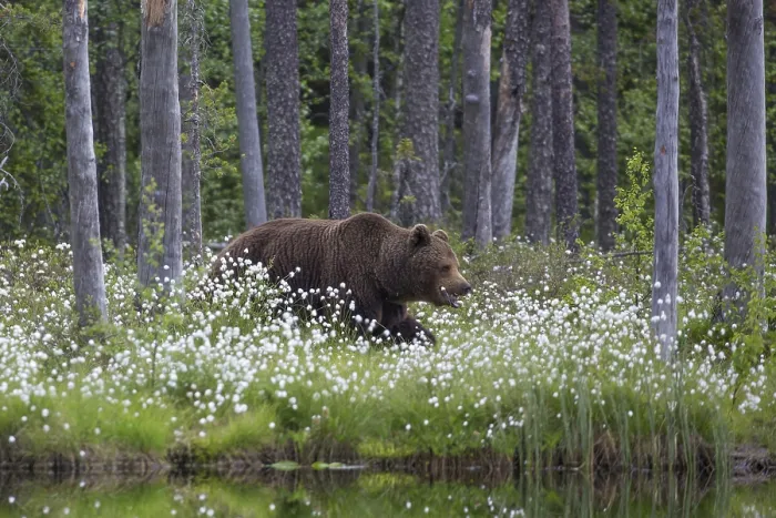 Framed Print : European brown bear (Ursus arctos)