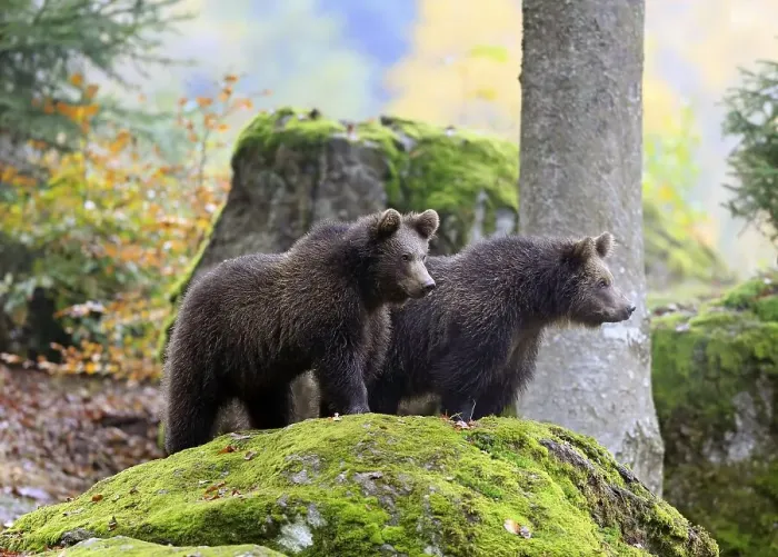 Framed Print : European brown bear (Ursus arctos arctos) Framed Print : European brown bear (Ursus arctos arctos)