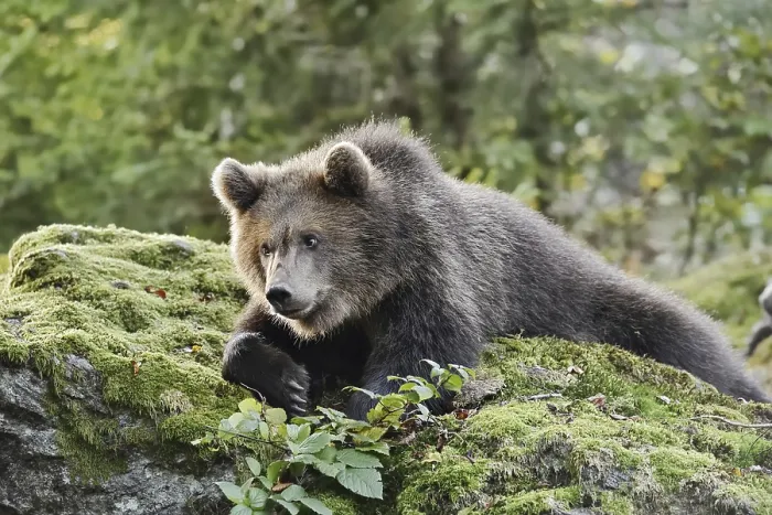 Framed Print : European brown bear (Ursus arctos arctos)