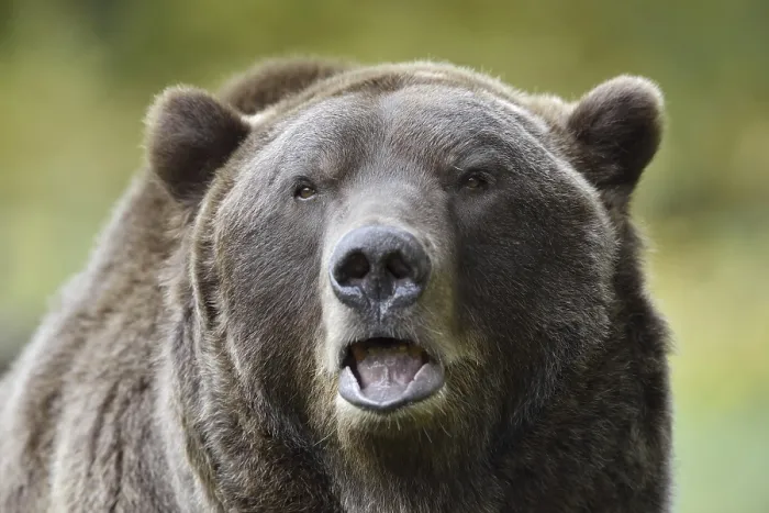 Framed Print : European brown bear (Ursus arctos arctos)