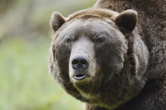 Framed Print : European brown bear (Ursus arctos arctos)