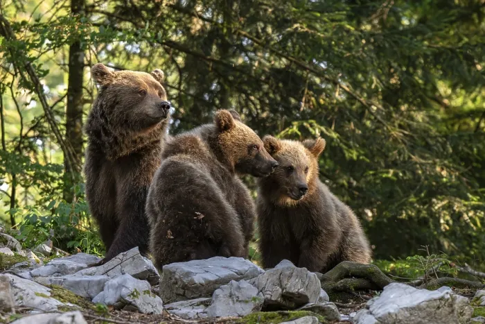 Framed Print : European brown bear (Ursus arctos arctos)