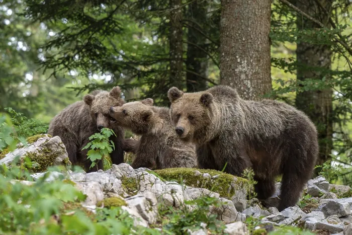 Framed Print : European brown bear (Ursus arctos arctos)