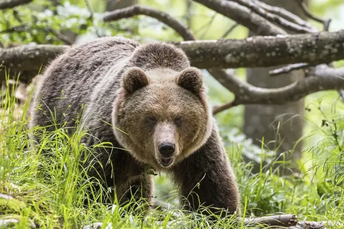 Framed Print : European brown bear (Ursus arctos arctos) in forest
