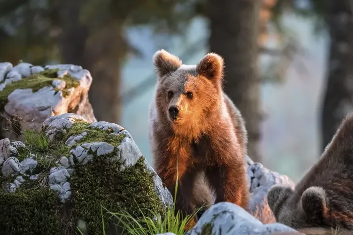 Framed Print : European brown bear (Ursus arctos arctos) in the forest Framed Print : European brown bear (Ursus arctos arctos) in the forest